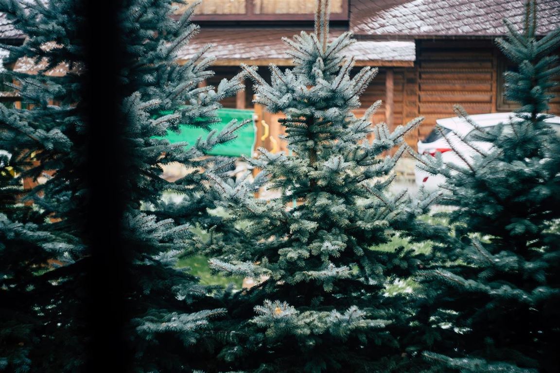 Leverandør af juletræer - en guide til at finde den rette partner
